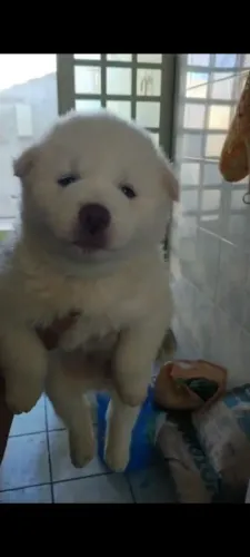 Husky olhos azuis