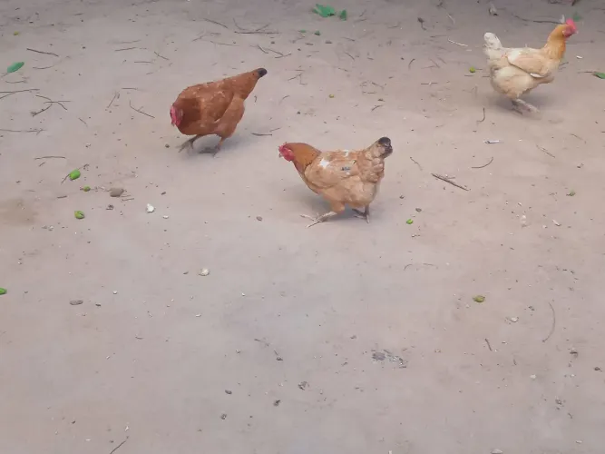 Galinha caipira