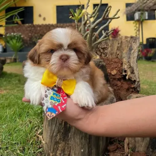 Shihtzu filhotes disponiveis