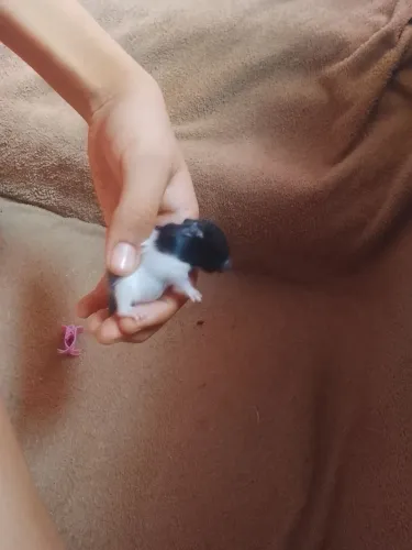Hamster Sirio