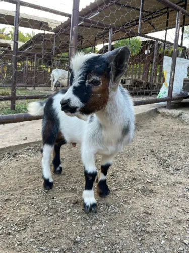 Machinho de Mini Cabra
