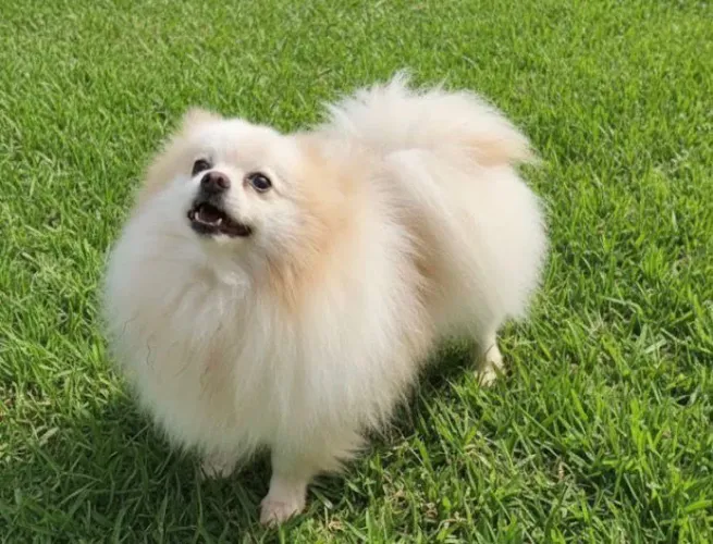 Lulu da pomerânia spitz alemão MACHO