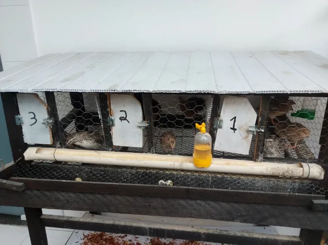 Viveiro para Codorna 