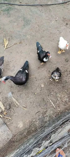 Vendo patos