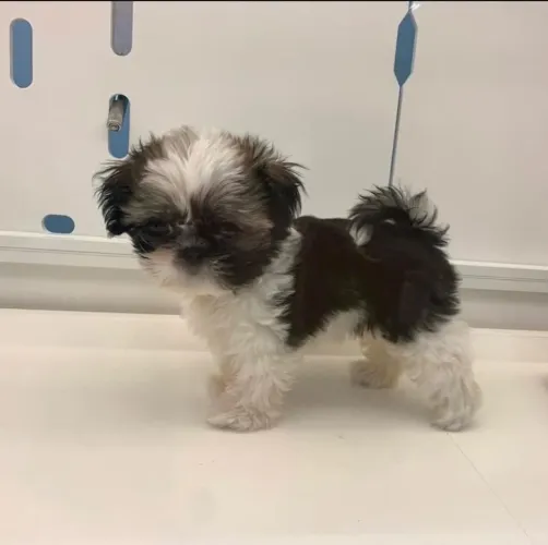 Filhote shih tzu, Lealdade, carinho e diversão garantidos!