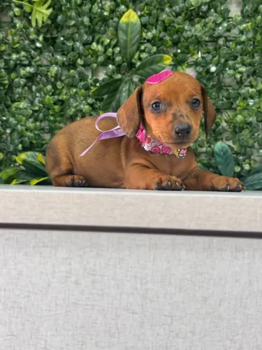dachshund pelo curto
