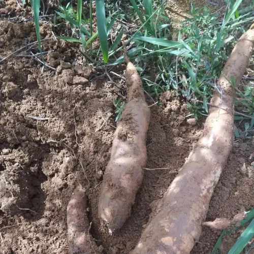 Vendo mandioca amarela 