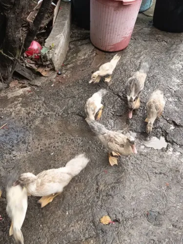Patos