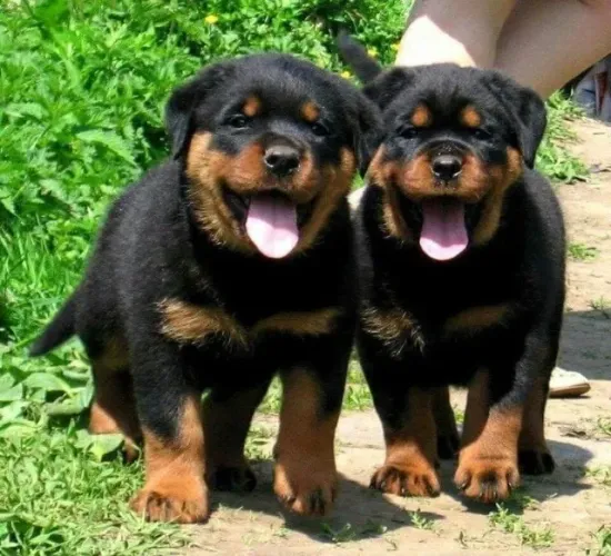 Filhote de cachorro rottweiler vacinado e vermifugado com garantia