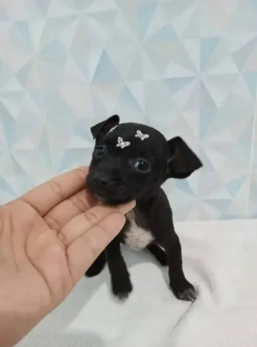 lindos e pequenos