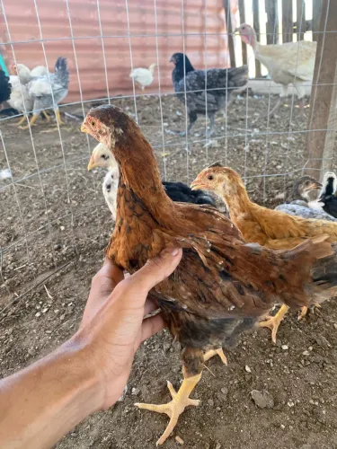 Frangas GLC, Caipira Balão e Melhorado