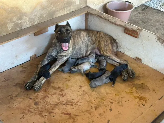 Filhotes de Cane Corso
