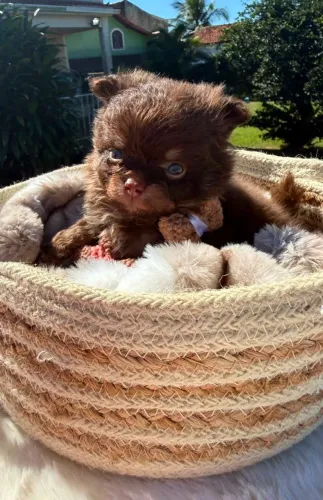 ? Filhote de Chihuahua Chocotan de Pelo Longo - Macho Disponível! ?