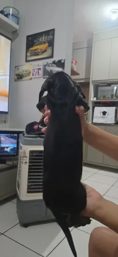 Cachorro macho,raça salsicha, nasceu dia 26/7 já comi ração,