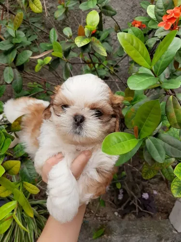 Canil Especializado na Raça Shih Tzu Filhotes