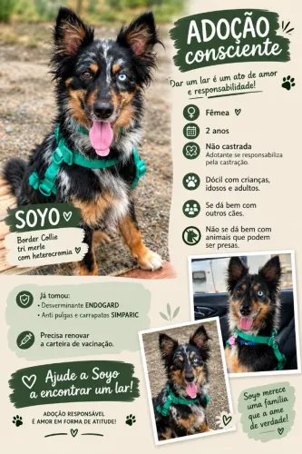 Doação border collie