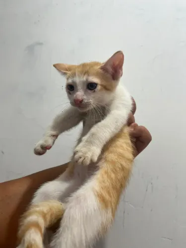 Estamos procurando um lar cheio de amor para 6 gatinhos. ?