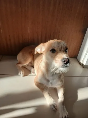 Adoção de um Caramelo