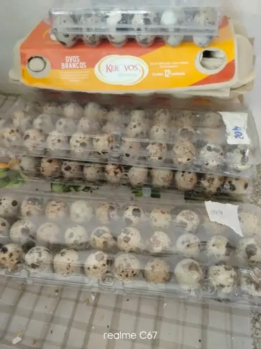 Ovos de codorna gigante galado 