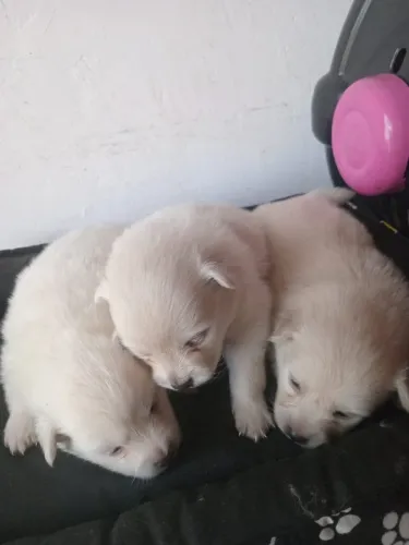 Vendo lulu da pomerânia mini