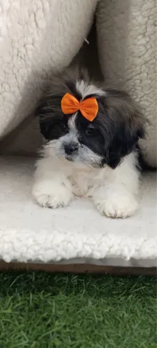 Lhasa apso fêmea