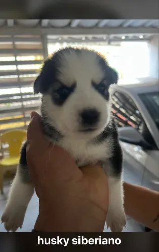 Cachorros husky siberiano