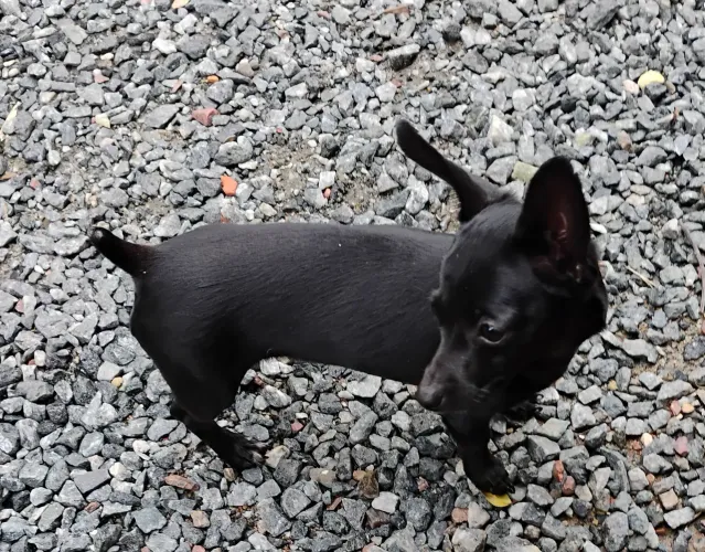 Pinscher 