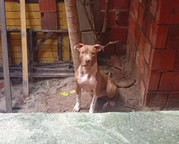 Adoção responsável
