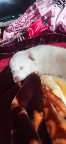 Husky siberiano