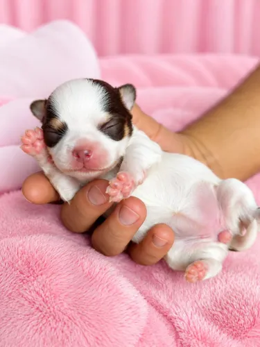 CHIHUAHUAS FILHOTES