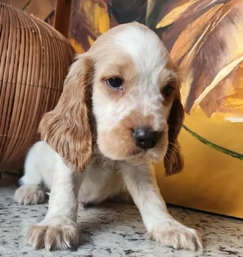 Cocker Spaniel Inglês Com Pedigree!!!