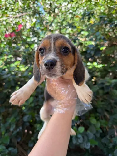 Beagle mini cheirador incansavel 