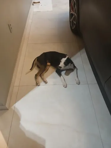 Doação desse cachorrinho