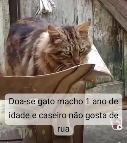 Doação gato macho