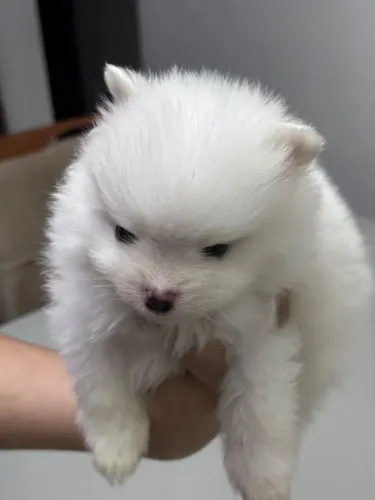 Lulu da Pomerânia - Macho