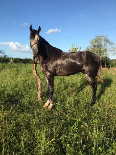 Cavalo disponível pra venda 