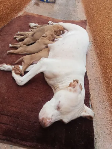 Cachorro