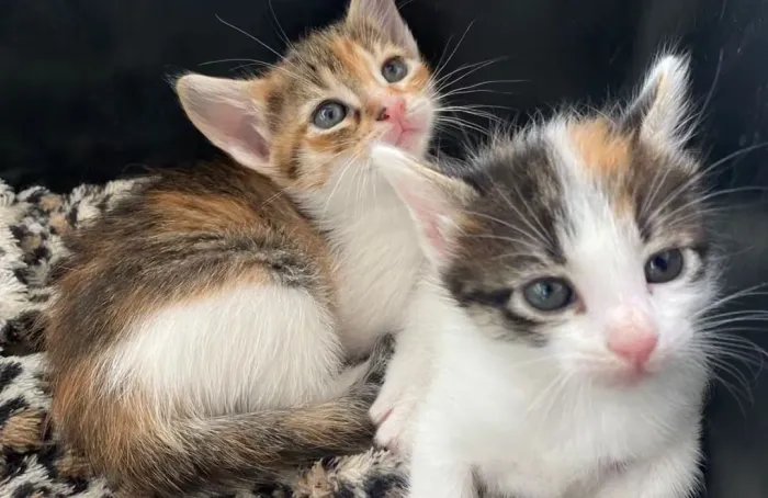 ADOÇÃO RESPONSÁVEL 