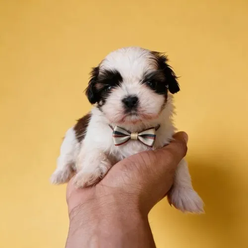 A Felicidade Acabou de Ganhar Quatro Patinhas shih tzu