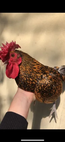 Galinha Sebright dourada 