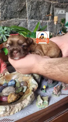 Shihtzu filhotes lindos