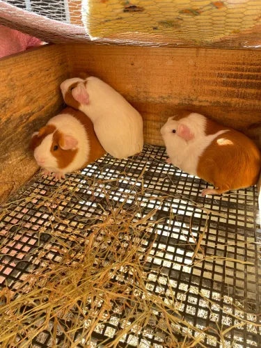Cuys peruanos porquinho da índia Gigante