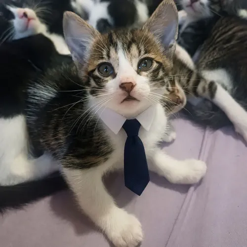 Gatinho filhote para adoção