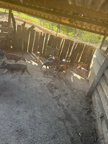 Vende se leitão e leitoa
