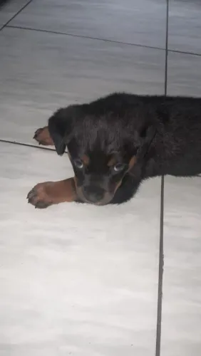 Vendo filhote de Rottweiler fêmea 