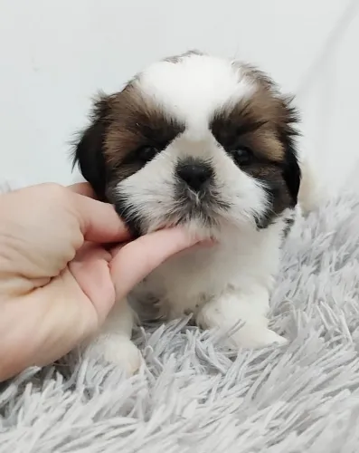 Shih tzu macho e fêmea
