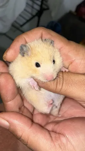 Hamster sírio 