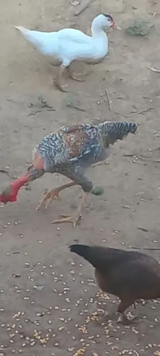 Frango grande 