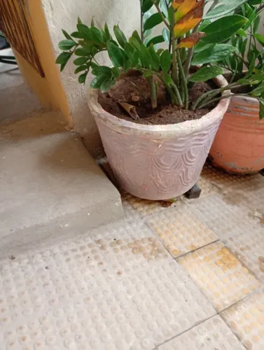Jarro de planta