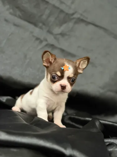 Chihuahua chocolate pelo curto macho minúsculo 